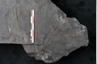 Foto (Detailansicht) von Odontopteris minor Brongniart (NHMW-GEO-2024-0188-10720)